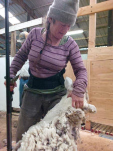 shearing 1